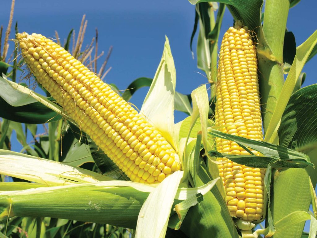 Bendrip corn Irrigation